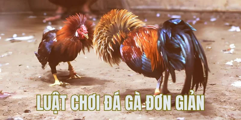 Luật đá gà QQ88 - Yếu tố quyết định giúp bạn chiến thắng 1 luật đá gà