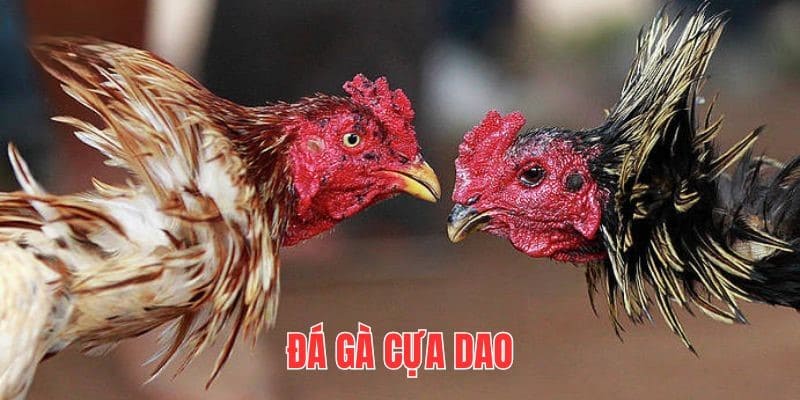 Luật đá gà QQ88 - Yếu tố quyết định giúp bạn chiến thắng 3 Đá gà cựa dao tại QQ88