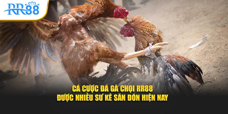 cá cược đá gà chọi KUBET được nhiều sư kê săn đón hiện nay