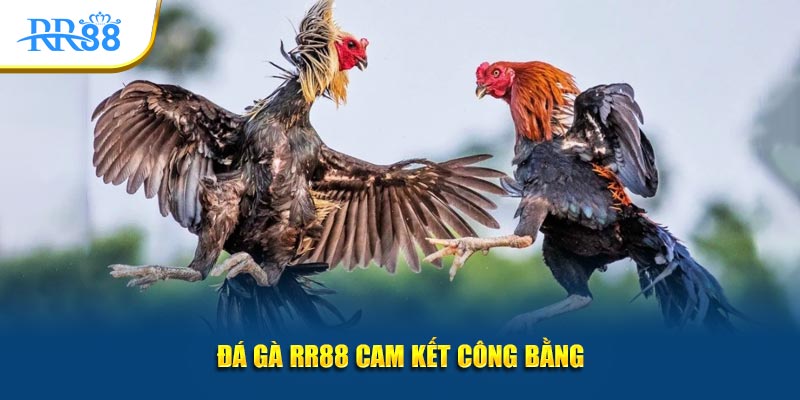 Đá gà KUBET cam kết công bằng