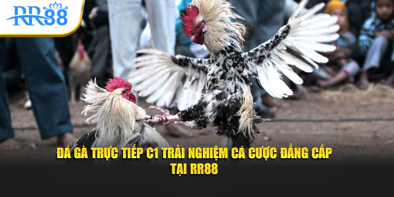 đá gà trực tiếp c1 trải nghiệm cá cược đẳng cấp tại KUBET