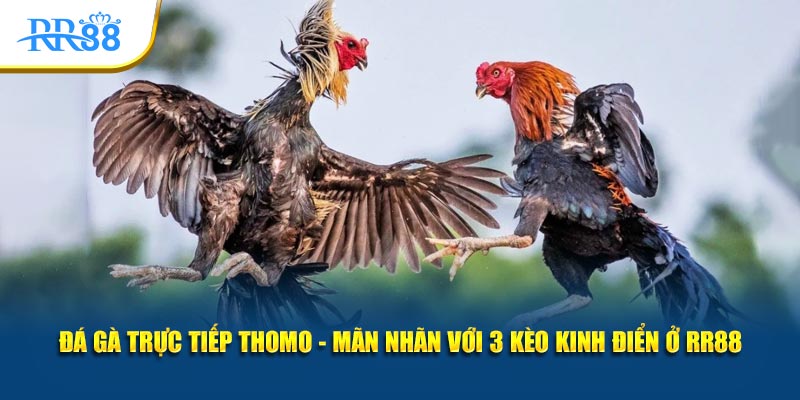 đá gà trực tiếp thomo mãn nhãn với 3 kèo kinh điển ở KUBET